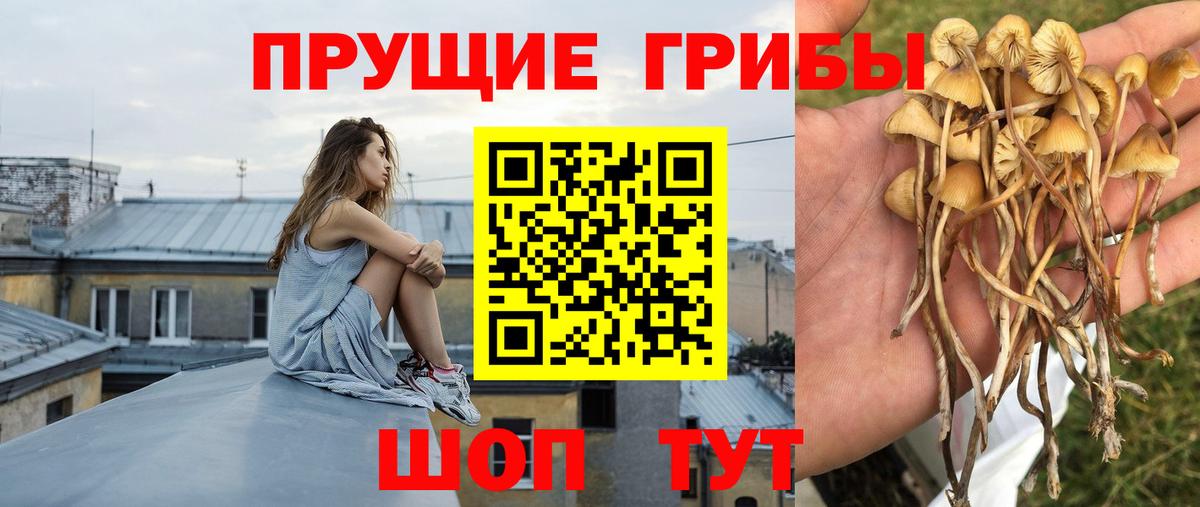 Галлюциногенные грибы Psilocybe Кингисепп